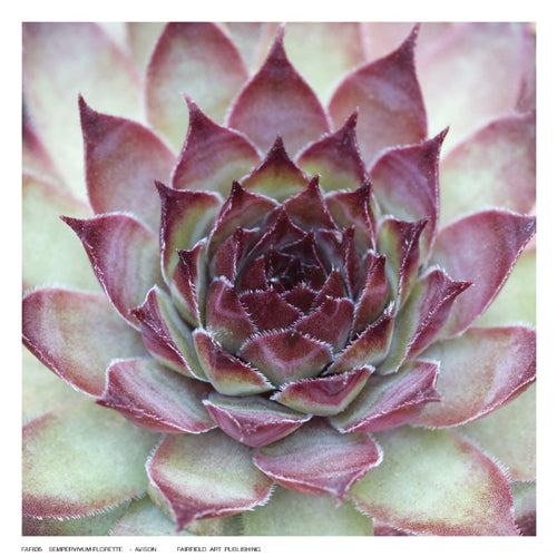Framed Sempervivum Florette by Avison | 6 ½ x 6 ½