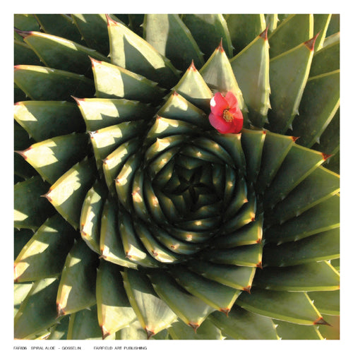 Framed Spiral Aloe by Gosselin | 6 ½ x 6 ½