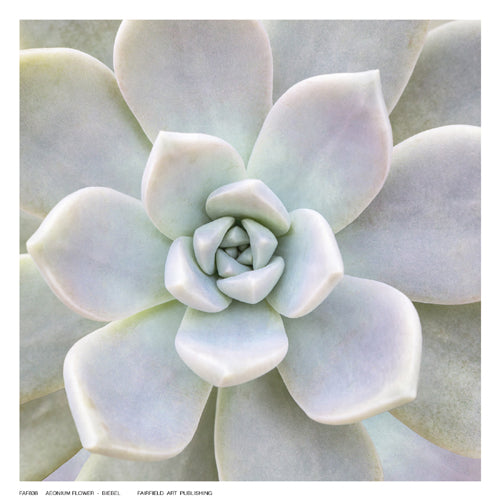 Framed Aeonium Flower by Biebel | 6 ½ x 6 ½