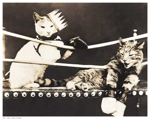 Catfight by Anon Wall Art Décor 11 ½ x 14 ½ Art Print