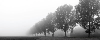 Framed Trees in the Field 8 x 20