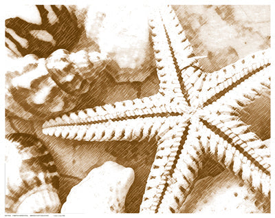 Framed Starfish Impression 11 1/2 x 14 1/2