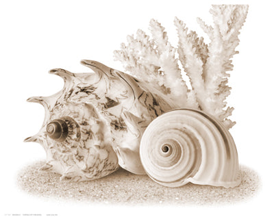 Seashells I by Anon Wall Art Décor 11 1/2 x 14 1/2 Art Print