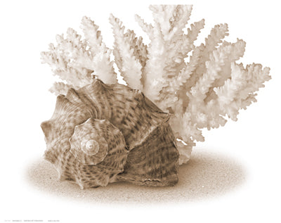 Seashells II by Anon Wall Art Décor 11 1/2 x 14 1/2 Art Print