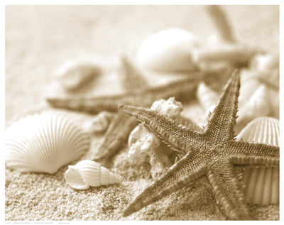 Starfish and Seashells by Anon Wall Art Décor 11 1/2 x 14 1/2 Art Print