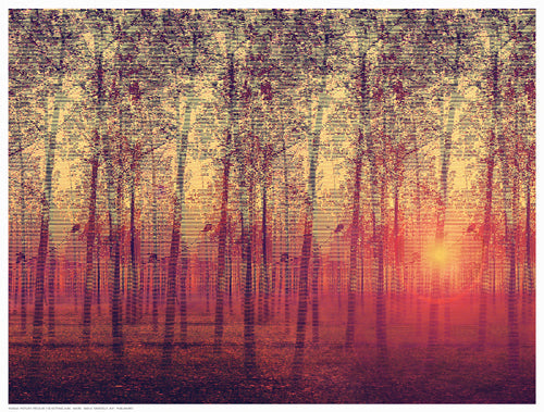 Framed Poplar Trees in the Setting Sun 12 ½ x 16 ½