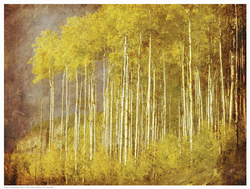 Framed Autumn Aspen Forest 12 ½ x 16 ½