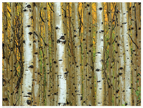 Golden Aspens by Adolfson Wall Art Décor 12 ½ x 16 ½ Art Print
