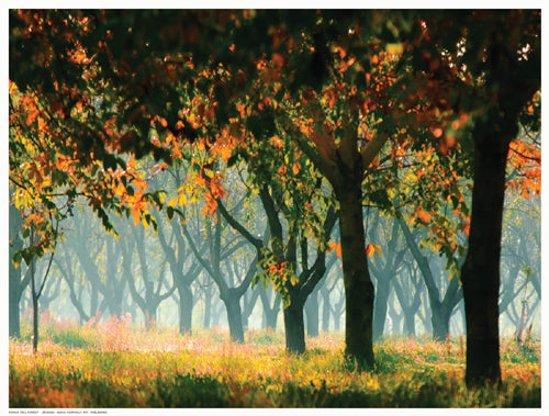 Framed Fall Forest by Zsolnai | 12 ½ x 16 ½