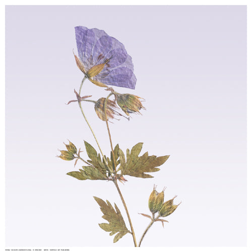 Framed Delicate Lavender Floral by R. Vancura | 12 ½ x 12 ½
