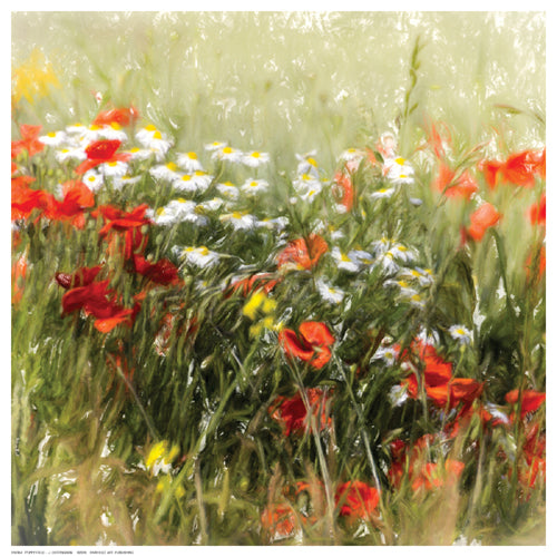 Framed Poppy Field by J. Cottingham | 12 ½ x 12 ½