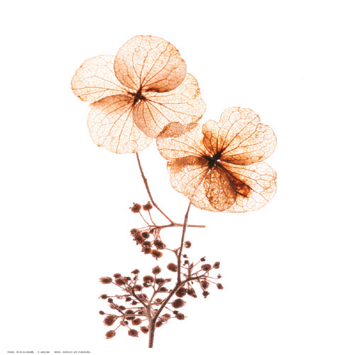 Framed Petal Blooms by R. Jersova | 12 ½ x 12 ½