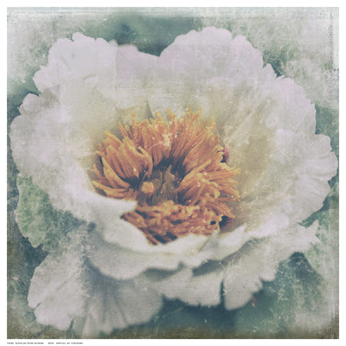 Framed Nostalgic Peony Blossom 12 ½ x 12 ½