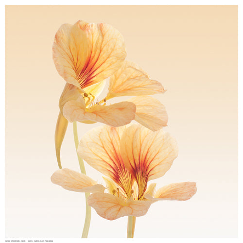 Framed Nasturtium by Vilor | 12 ½ x 12 ½