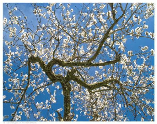 Framed Almond Blossoms in Spring 11 ½ x 14 ½