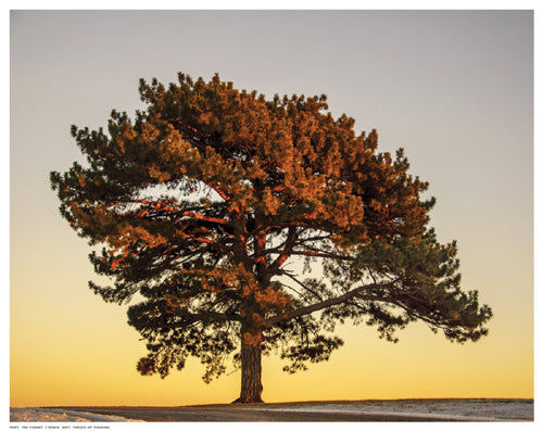 Framed Pine at Sunset by V. Francis | 11 ½ x 14 ½