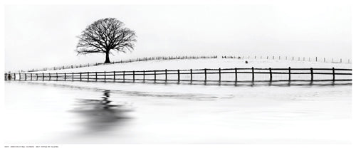Framed Winter Oak in a Field by N. Barbone | 8 ½ x 20 ½