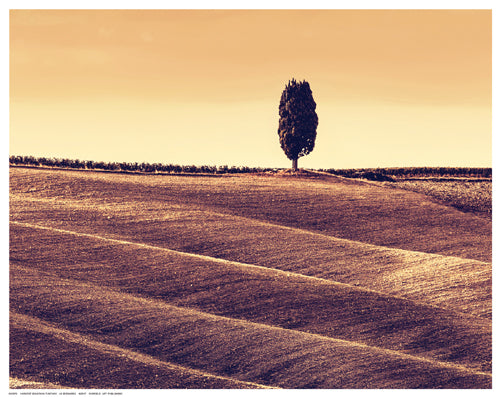 Framed Harvest Season in Tuscany by M. Bednarek | 11 ½ x 14 ½