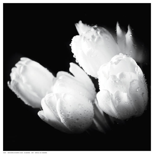 Framed Water Droplets on White Tulips by M. Bednarek | 12 ½ x 12 ½