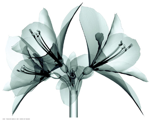 Framed Translucent Amaryllis 11 ½ x 14 ½