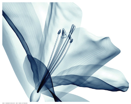 Transparent Floral Beauty by Anon Wall Art Décor 11 ½ x 14 ½ Art Print