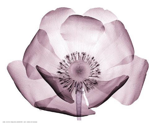 Framed Beautiful Translucent Lavender Poppy 11 ½ x 14 ½