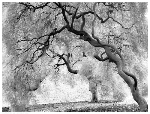 Enchanted Forest by Anon Wall Art Décor 12 ½ x 16 ½ Art Print