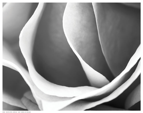 Framed Rose Petal Detail by Marcela B. | 11 ½ x 14 ½