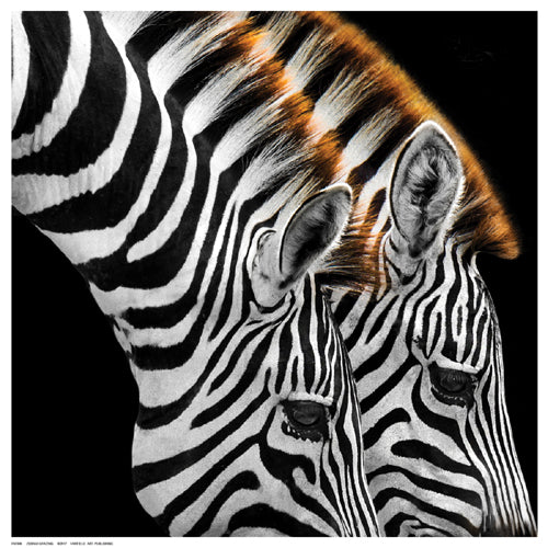 Framed Zebras Grazing 12 ½ x 12 ½