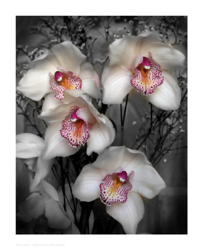 Framed Cymbidium Orchid White by Igor Maloratsky | 16 x 13