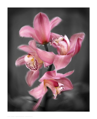 Framed Cymbidium Orchid Bright Pink by Igor Maloratsky | 16 x 13