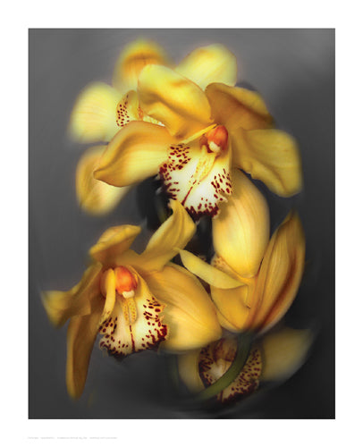 Framed Cymbidium Orchid Yellow by Igor Maloratsky | 16 x 13