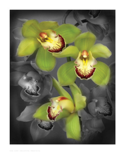 Framed Cymbidium Orchid Green by Igor Maloratsky | 16 x 13