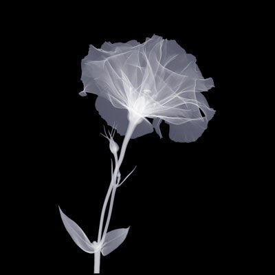 Bud in Bloom by Anon Wall Art Décor 6 x 6 Art Print