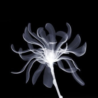 White Ribbons by Anon Wall Art Décor 6 x 6 Art Print