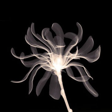 Cinnamon Ribbon Sepia by Anon Wall Art Décor 6 x 6 Art Print