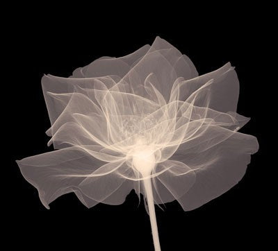 Layered Veil Sepia by Anon Wall Art Décor 6 x 6 Art Print