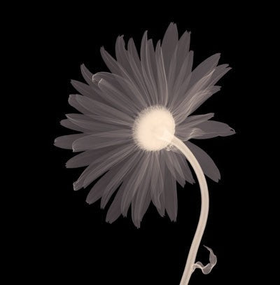 Sunburst Petals Sepia by Anon Wall Art Décor 6 x 6 Art Print