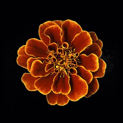 Caramel Ruffles by Anon Wall Art Décor 6 x 6 Art Print