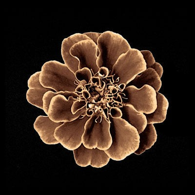 Ruffles in Taupe by Anon Wall Art Décor 6 x 6 Art Print