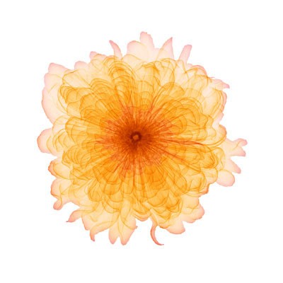 Orange Chiffon by Anon Wall Art Décor 6 x 6 Art Print