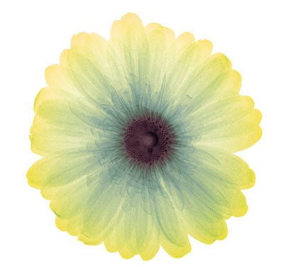 Lemon Nectar by Anon Wall Art Décor 6 x 6 Art Print