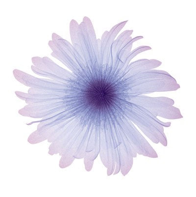 Iced Bloom by Anon Wall Art Décor 6 x 6 Art Print