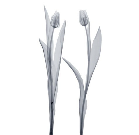 Delicate Duo by Anon Wall Art Décor 6 x 6 Art Print