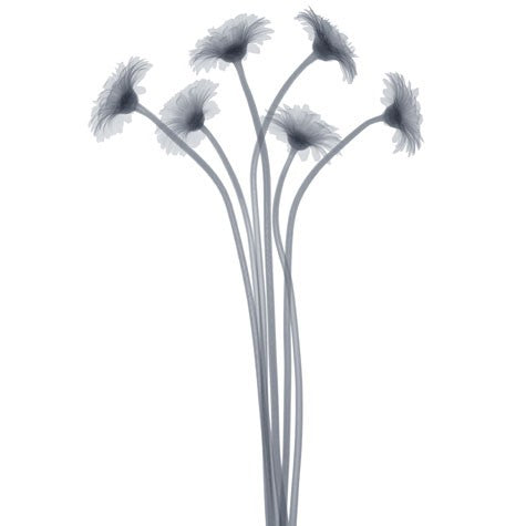 Feathered Splendor by Anon Wall Art Décor 6 x 6 Art Print