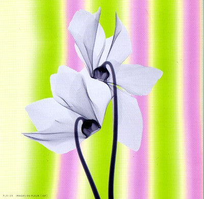 Sheer Beauty by Anon Wall Art Décor 6 x 6 Art Print