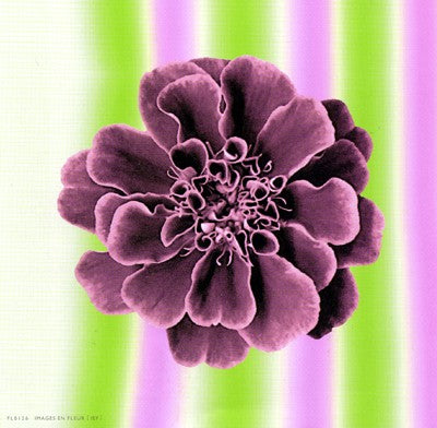 Ruffles in Rose by Anon Wall Art Décor 6 x 6 Art Print