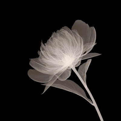 Full Bloom by Anon Wall Art Décor 12 x 12 Art Print