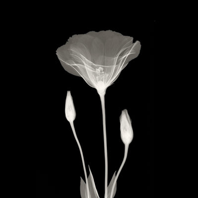 Poppy in Lace by Anon Wall Art Décor 12 x 12 Art Print