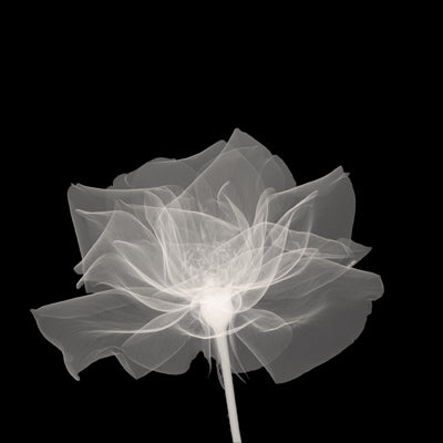 Layered Veil by Anon Wall Art Décor 12 x 12 Art Print